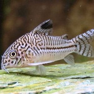 Corydoras trilineatus1.jpg