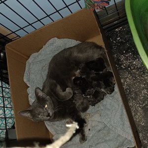 Mama_kits_8_21.jpg