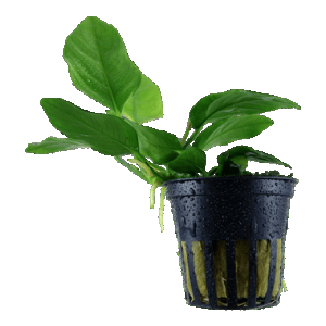 Anubias barteri nana.png