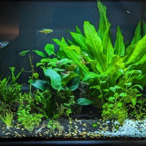 15Gal-withDirt-STillGood.jpg