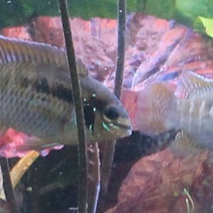 male and female cichlid.jpg