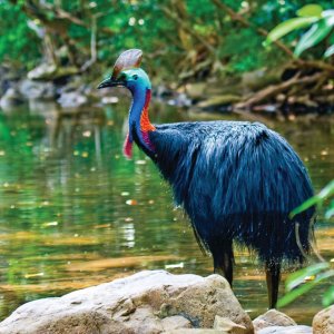 cassowary.jpg