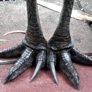 cassowary feet.jpg