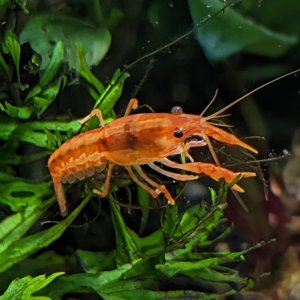 GrumpyCrayfish22Jan24-2.jpg