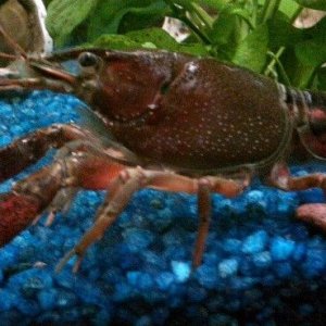 crawdad_Oct2015.jpg