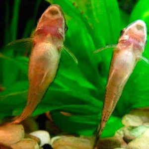 otocinclus-feeding.-happy image 2.jpg