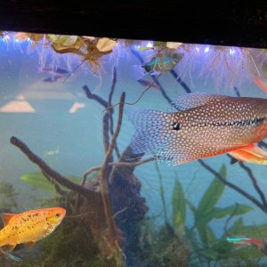 Gourami.jpg