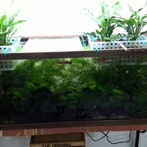 60 G with Ag Plants.jpg