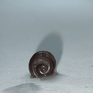 snail 1.png