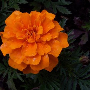 Orange_flower.jpg