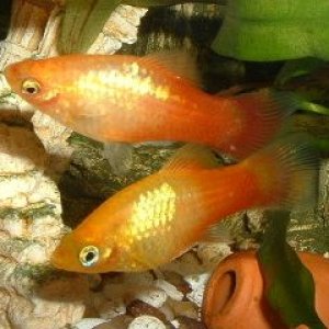 Platy_Pair.JPG