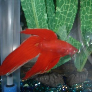 dad__s_betta_pictures_019.jpg