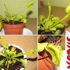 Venusflytrap.jpg