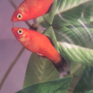 redwagplaty.PNG