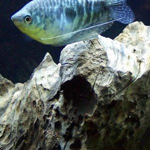 gourami_8_2_04.jpg