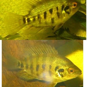 Cichlid1.jpg