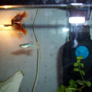 Guppy_26swordtail.jpg