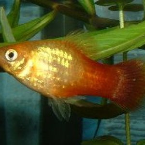 Male_Platy.JPG