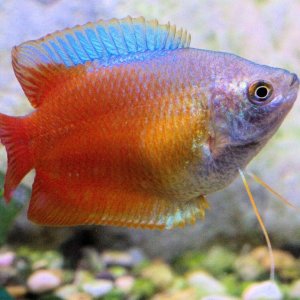 gourami_fish_16-768x768.jpg