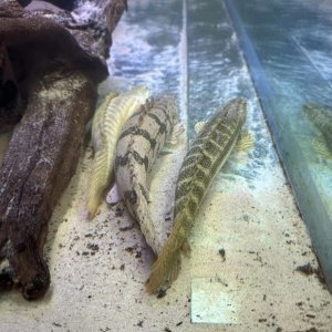 Bichir 2.jpeg