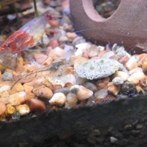 Shrimp5.27.24_2.jpg