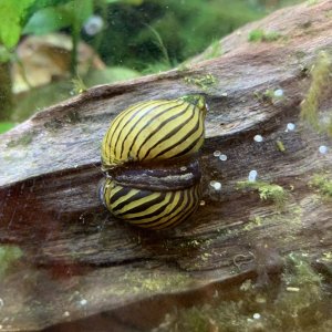 Zebra Nerite Snails.jpg