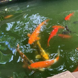 Koi and Goldfish.jpg