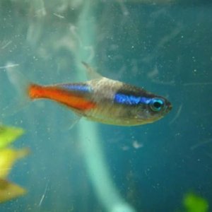 sick fish neon tetra disease1.jpg