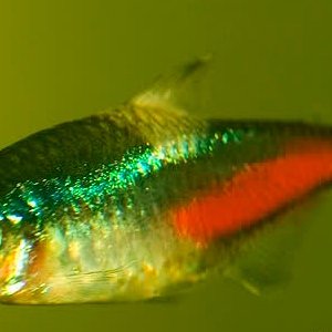 sick fish neon tetra disease2.jpg