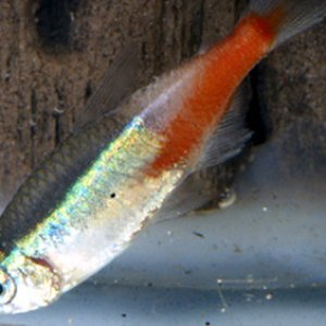 sick fish neon tetra disease3.jpg