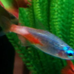 sick fish neon tetra disease4.jpg