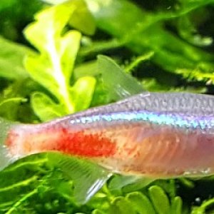 sick fish neon tetra disease5.jpg