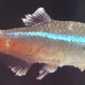 sick fish neon tetra virus.jpg