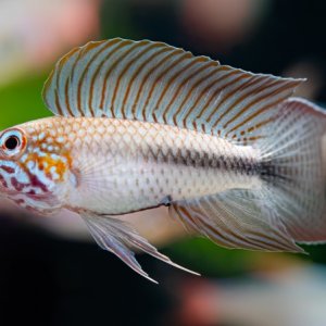 Apistogramma_lineata_600x600.jpg