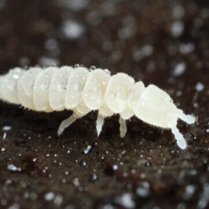 springtail.jpg