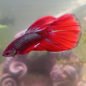 Ted the betta 2.jpg