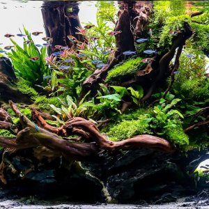 what-is-aquascaping-learn-aquascaping.jpg