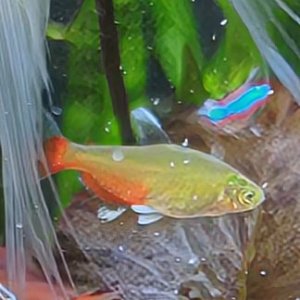 greenfiretetra.jpg