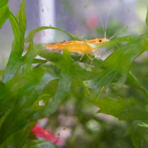 yellow shrimp.jpg