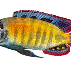 Haplochromis sp 44.jpg