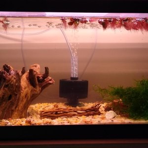 new shrimp tank.jpg