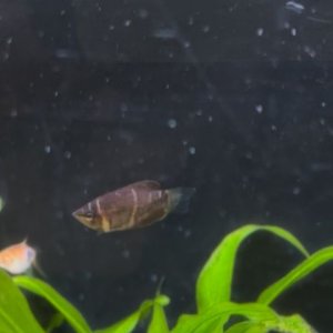 gourami.jpg