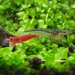 cherry_vs_amano_shrimp.jpg