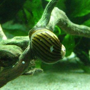 #4 zebra nerite.JPG