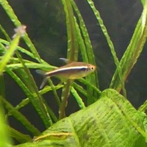 black neon tetra.jpg