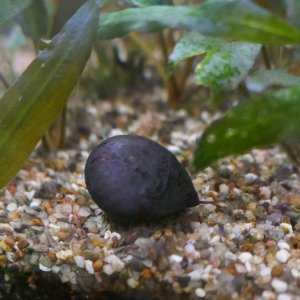 Helmet snail.jpg