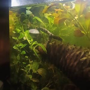 Least Killifish Video