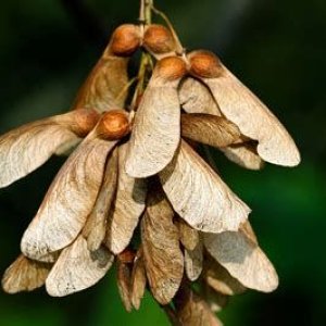 sycamore seeds.jpg