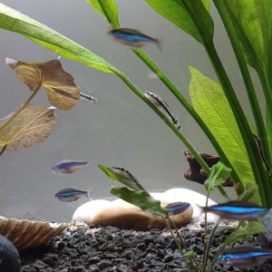 20241122 arrival day of Otos plant leaves have some substance on them.jpg