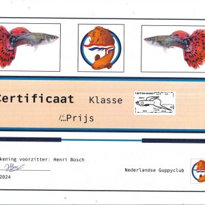 Certificaat lower sword guppy 1st place.jpg